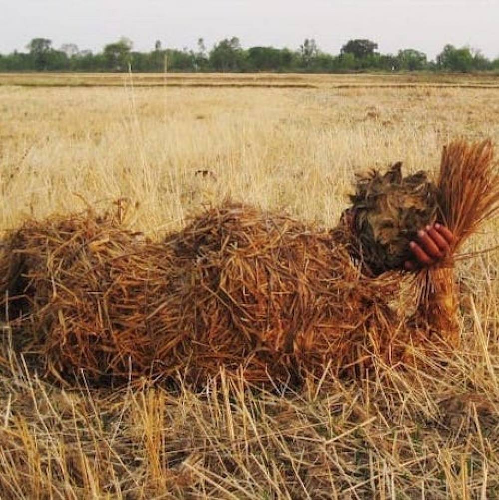 harvesting-images