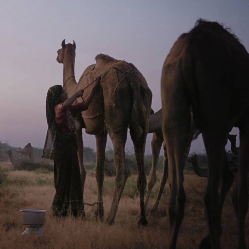 the-fate-and-future-of-the-fakirani-jat